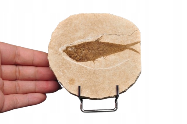 * SKAMIENIAŁA RYBA KNIGHTIA EOCEANA DOBRZE ZACHOWANA SKAMIENIAŁOŚĆ NR 7 *