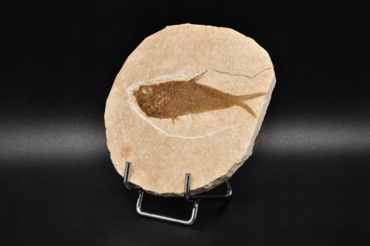 * SKAMIENIAŁA RYBA KNIGHTIA EOCEANA DOBRZE ZACHOWANA SKAMIENIAŁOŚĆ NR 7 *