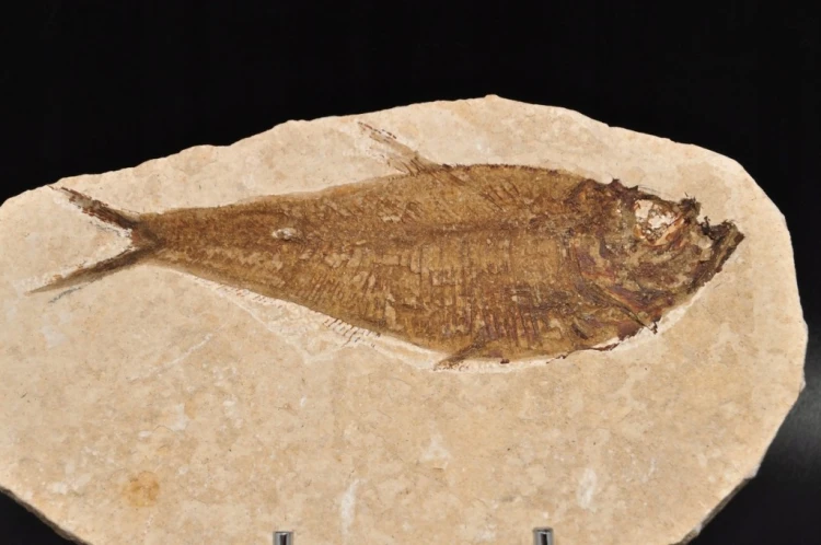 * SKAMIENIAŁA RYBA KNIGHTIA EOCEANA ORYGINALNA SKAMIELINA DO DEKORACJI NR 8