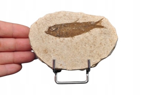 * SKAMIENIAŁA RYBA KNIGHTIA EOCEANA NATURALNA PŁYTKA PRAWDZIWA RYBA NR 9 *