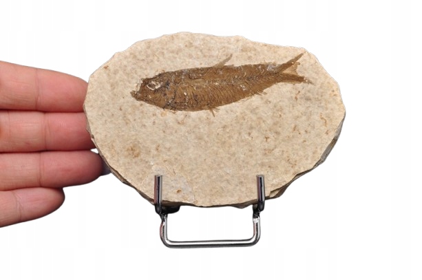 * SKAMIENIAŁA RYBA KNIGHTIA EOCEANA NATURALNA PŁYTKA PRAWDZIWA RYBA NR 9 *
