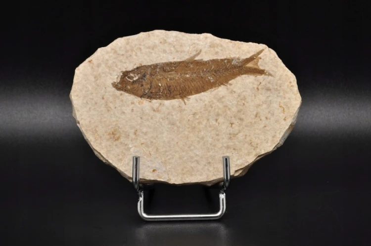 * SKAMIENIAŁA RYBA KNIGHTIA EOCEANA NATURALNA PŁYTKA PRAWDZIWA RYBA NR 9 *