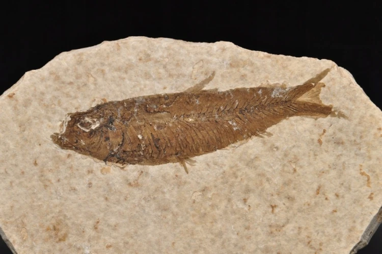 * SKAMIENIAŁA RYBA KNIGHTIA EOCEANA NATURALNA PŁYTKA PRAWDZIWA RYBA NR 9 *