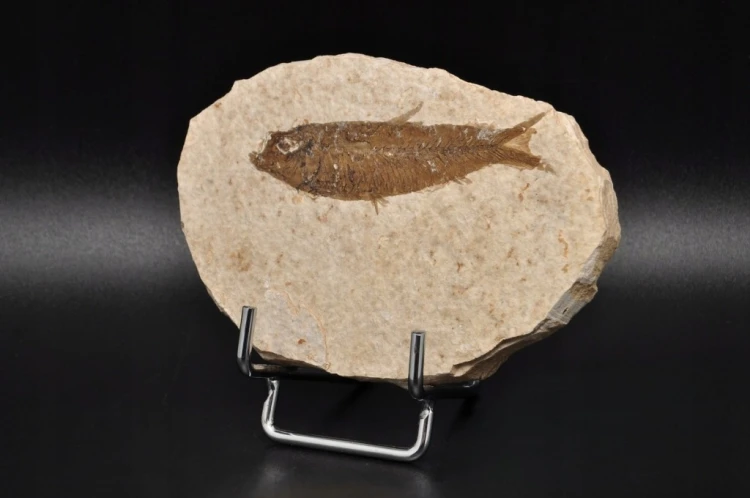 * SKAMIENIAŁA RYBA KNIGHTIA EOCEANA NATURALNA PŁYTKA PRAWDZIWA RYBA NR 9 *