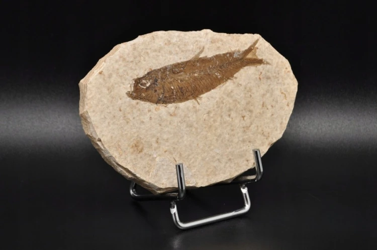 * SKAMIENIAŁA RYBA KNIGHTIA EOCEANA NATURALNA PŁYTKA PRAWDZIWA RYBA NR 9 *