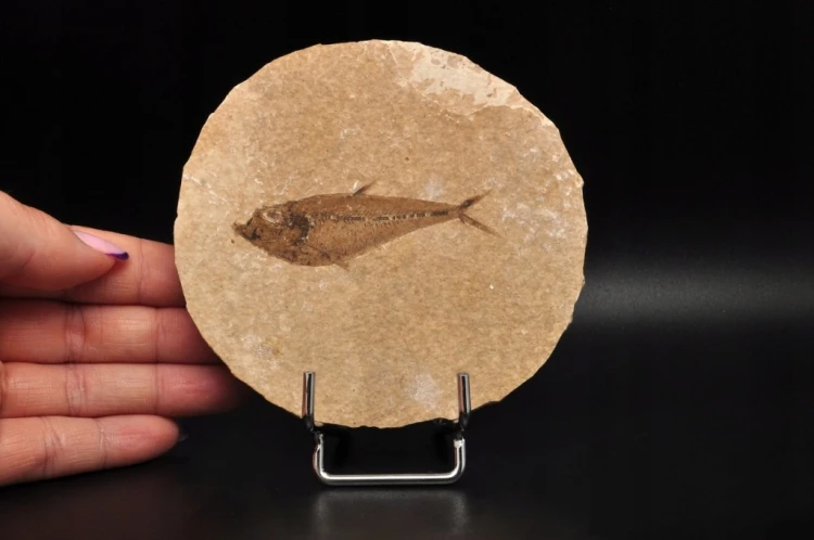 * SKAMIENIAŁA RYBA KNIGHTIA EOCEANA OKRĄGŁA PŁYTKA ŚLICZNY OKAZ NR 10 *