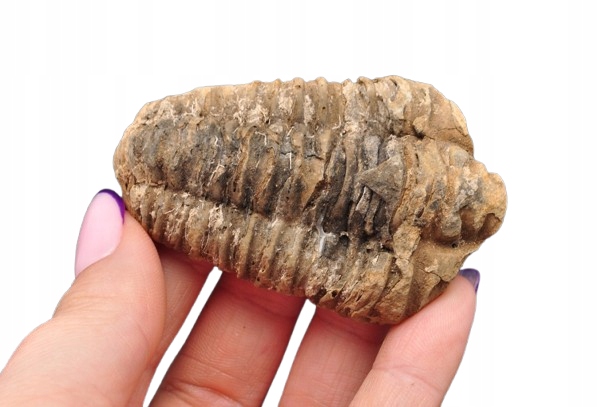 * TRYLOBIT FLEXICALYMENE NATURALNA ORYGINALNA SKAMIENIAŁOŚĆ NR 4 *