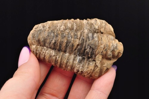 * TRYLOBIT FLEXICALYMENE NATURALNA ORYGINALNA SKAMIENIAŁOŚĆ NR 4 *