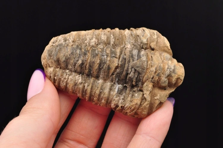 * TRYLOBIT FLEXICALYMENE NATURALNA ORYGINALNA SKAMIENIAŁOŚĆ NR 4 *