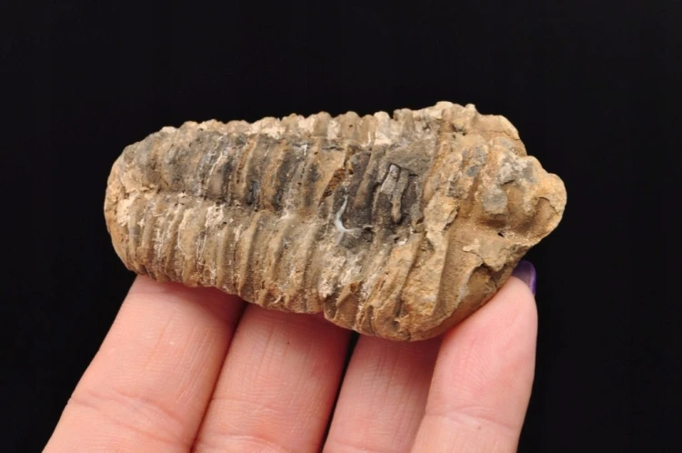 * TRYLOBIT FLEXICALYMENE NATURALNA ORYGINALNA SKAMIENIAŁOŚĆ NR 4 *