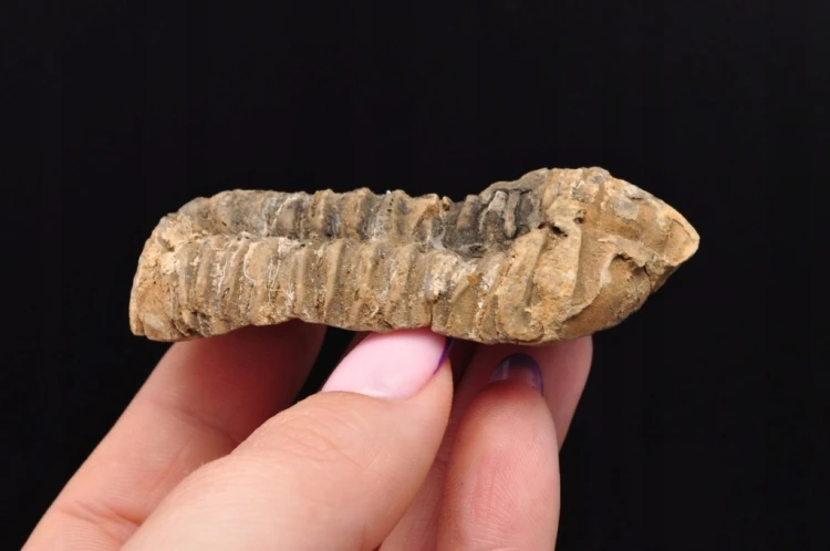 * TRYLOBIT FLEXICALYMENE NATURALNA ORYGINALNA SKAMIENIAŁOŚĆ NR 4 *