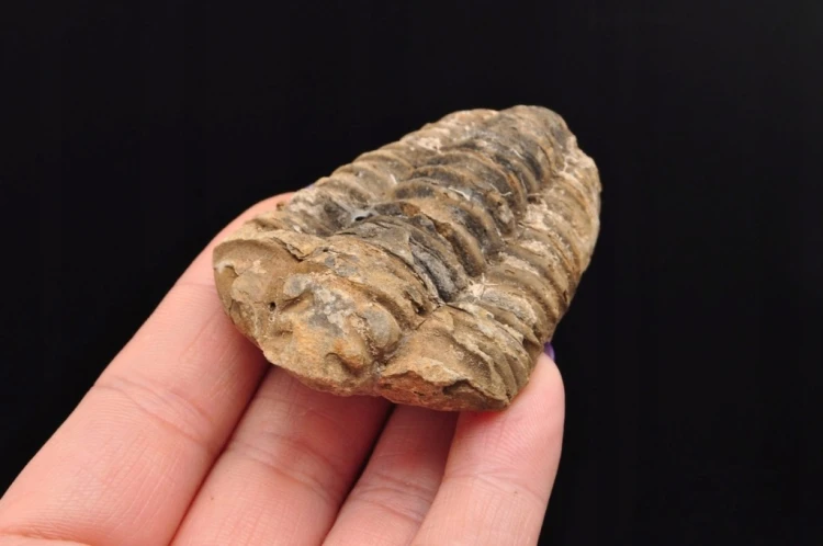 * TRYLOBIT FLEXICALYMENE NATURALNA ORYGINALNA SKAMIENIAŁOŚĆ NR 4 *