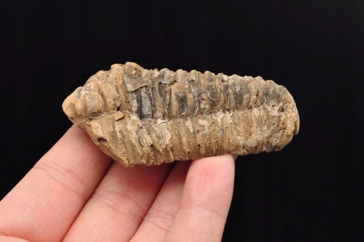 * TRYLOBIT FLEXICALYMENE NATURALNA ORYGINALNA SKAMIENIAŁOŚĆ NR 4 *