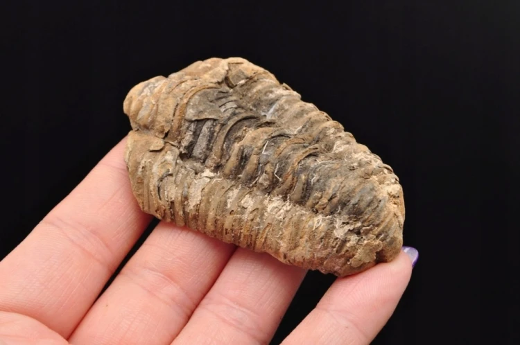 * TRYLOBIT FLEXICALYMENE NATURALNA ORYGINALNA SKAMIENIAŁOŚĆ NR 4 *