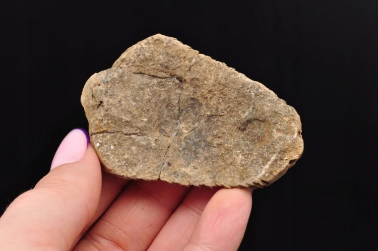 * TRYLOBIT FLEXICALYMENE NATURALNA ORYGINALNA SKAMIENIAŁOŚĆ NR 4 *