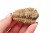 * TRYLOBIT FLEXICALYMENE CUDOWNY OKAZ IDEALNY DO DEKORACJI NR 12 *
