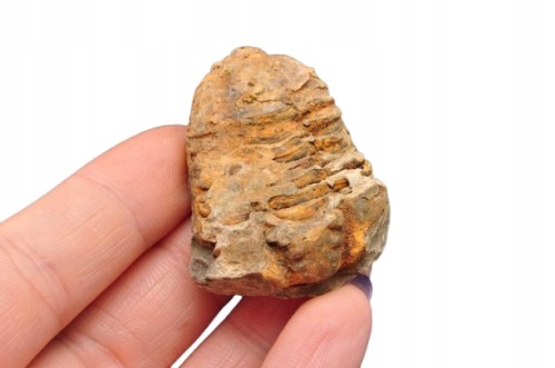 * TRYLOBIT FLEXICALYMENE ŚWIETNIE ZACHOWANA SUROWA SKAMIENIAŁOŚĆ NR 15 *