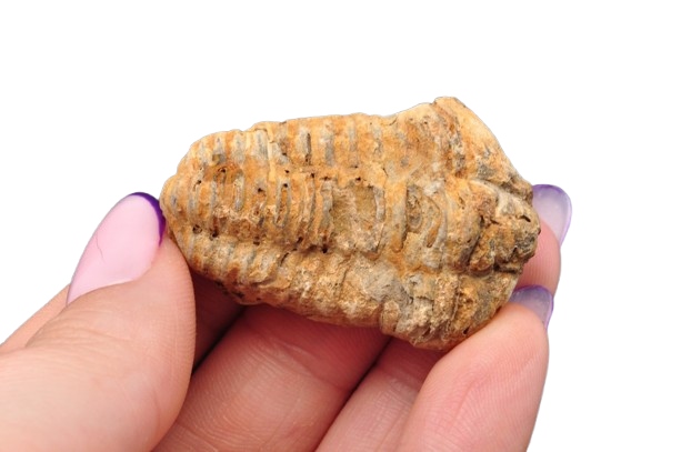 * TRYLOBIT FLEXICALYMENE NATURALNA SKAMIENIAŁOŚĆ BRĄZOWA BARWA NR 16 *