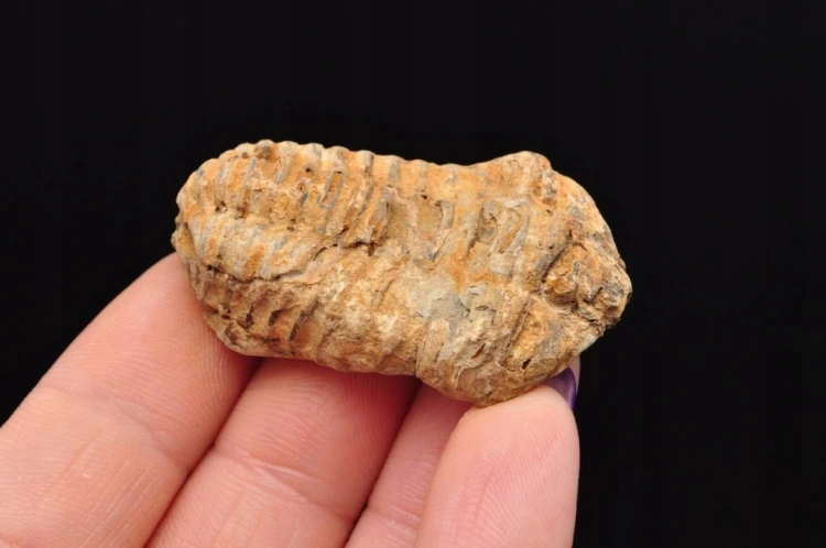 * TRYLOBIT FLEXICALYMENE NATURALNA SKAMIENIAŁOŚĆ BRĄZOWA BARWA NR 16 *