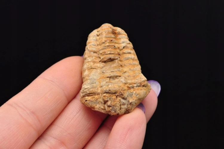 * TRYLOBIT FLEXICALYMENE NATURALNA SKAMIENIAŁOŚĆ BRĄZOWA BARWA NR 16 *
