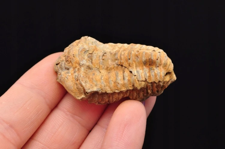 * TRYLOBIT FLEXICALYMENE NATURALNA SKAMIENIAŁOŚĆ BRĄZOWA BARWA NR 16 *