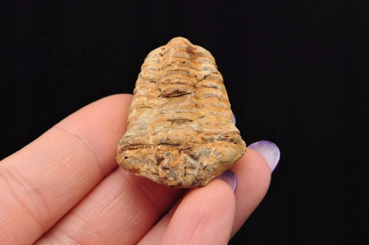 * TRYLOBIT FLEXICALYMENE NATURALNA SKAMIENIAŁOŚĆ BRĄZOWA BARWA NR 16 *