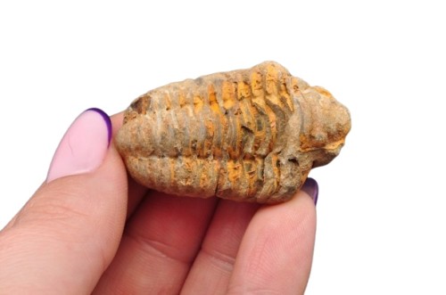 * TRYLOBIT FLEXICALYMENE CUDOWNY NATURALNY OKAZ PIĘKNIE ZACHOWANY NR 17 *