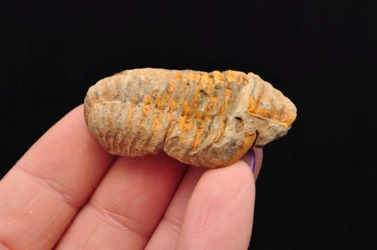 * TRYLOBIT FLEXICALYMENE CUDOWNY NATURALNY OKAZ PIĘKNIE ZACHOWANY NR 17 *