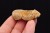 * TRYLOBIT FLEXICALYMENE CUDOWNY NATURALNY OKAZ PIĘKNIE ZACHOWANY NR 17 *