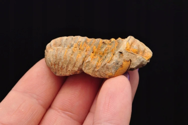 * TRYLOBIT FLEXICALYMENE CUDOWNY NATURALNY OKAZ PIĘKNIE ZACHOWANY NR 17 *