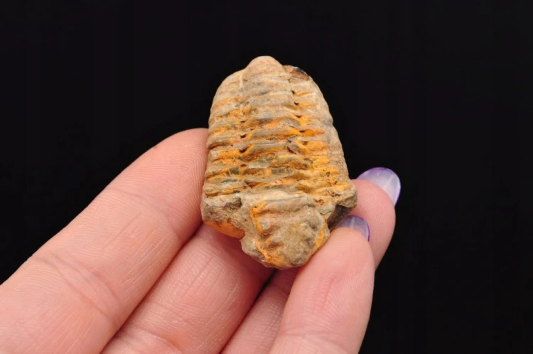 * TRYLOBIT FLEXICALYMENE CUDOWNY NATURALNY OKAZ PIĘKNIE ZACHOWANY NR 17 *