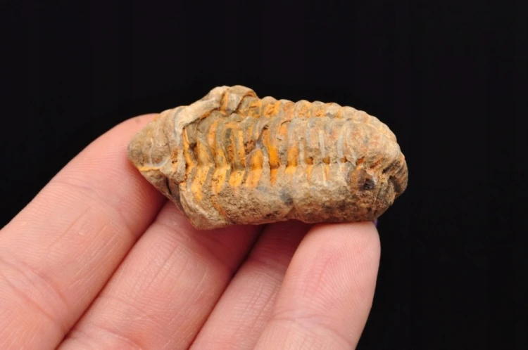 * TRYLOBIT FLEXICALYMENE CUDOWNY NATURALNY OKAZ PIĘKNIE ZACHOWANY NR 17 *