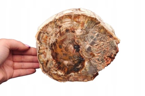 * SKAMIENIAŁE DREWNO MADAGASKAR PIEŃ CUDOWNY CIEKAWY WZÓR NR 10 *