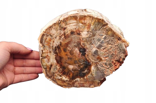 * SKAMIENIAŁE DREWNO MADAGASKAR PIEŃ CUDOWNY CIEKAWY WZÓR NR 10 *