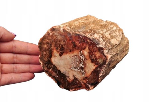 * SKAMIENIAŁE DREWNO PIEŃ PIENIEK MADAGASKAR ŁADNY BRĄZOWY DO KOLEKCJI 11 *
