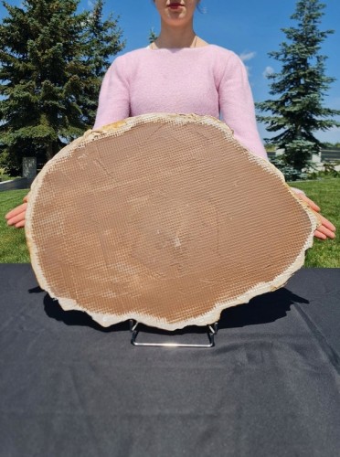 * SKAMIENIAŁE DREWNO MADAGASKAR BARDZO DUŻY OKAZ PLASTER DO KOLEKCJI *