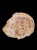 * SKAMIENIAŁE DREWNO MADAGASKAR BARDZO DUŻY OKAZ PLASTER DO KOLEKCJI *