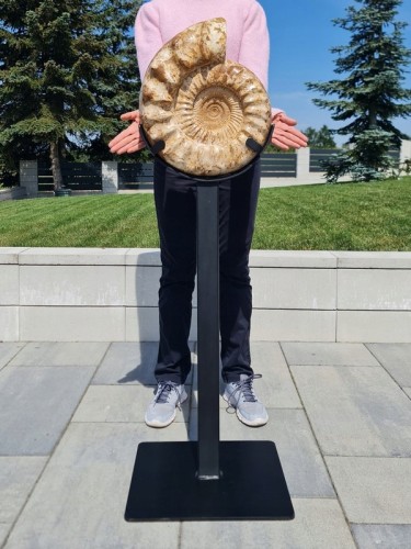 * AMONIT MADAGASKAR WIELKI OKAZ KOLEKCJONERSKI + METALOWA PODSTAWA 18,5 KG