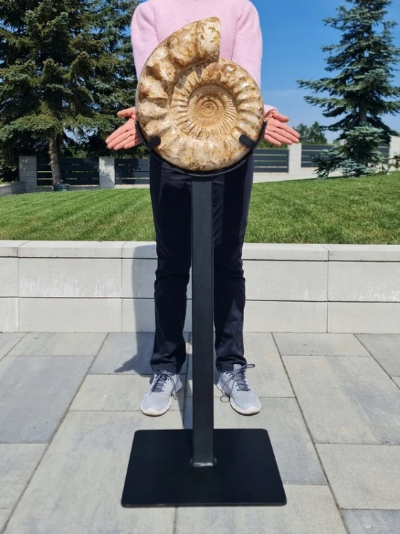 * AMONIT MADAGASKAR WIELKI OKAZ KOLEKCJONERSKI + METALOWA PODSTAWA 18,5 KG