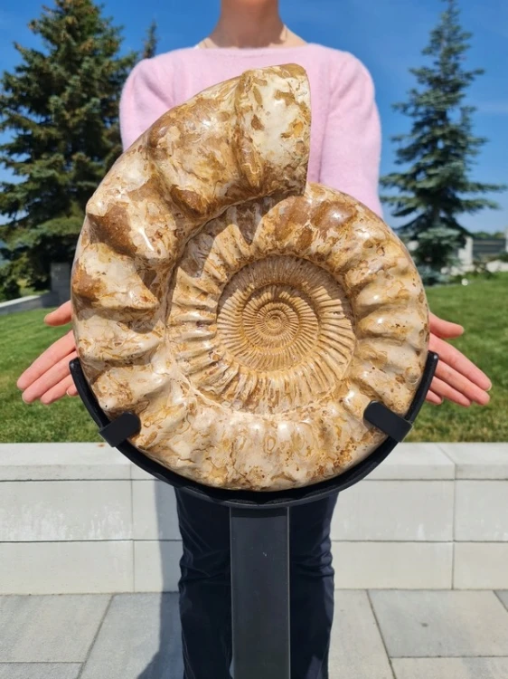 * AMONIT MADAGASKAR WIELKI OKAZ KOLEKCJONERSKI + METALOWA PODSTAWA 18,5 KG