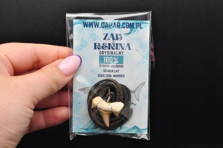 * ZĄB REKINA MAROKO ZAWIESZKA ORYGINALNY ZĄB JASNY KOLOR NR 7 *