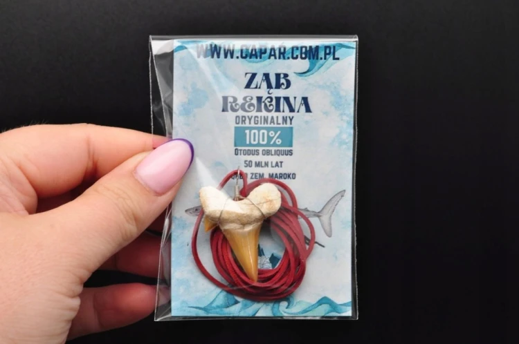 * ZĄB REKINA MAROKO ZAWIESZKA NA CZERWONYM RZEMYKU ORYGINALNY ZĄB NR 14 *