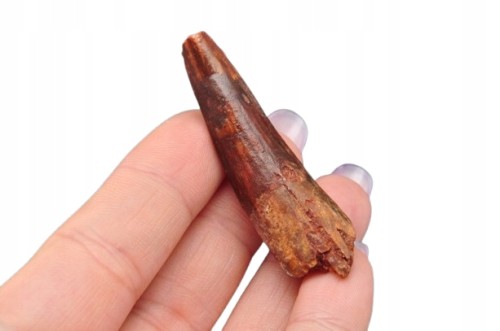 * ZĄB SPINOZAUR SPINOSAURUS ZĄB DINOZAURA IDEALNY NA PREZENT NR 3 *