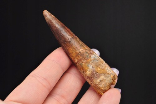 * ZĄB SPINOZAUR SPINOSAURUS ZĄB DINOZAURA DUŻY W RAMCE DLA KOLEKCJONERA 4 *
