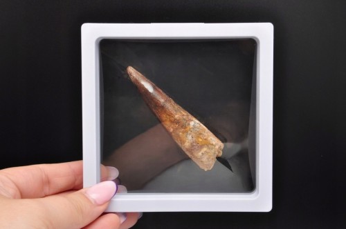 * ZĄB SPINOZAUR SPINOSAURUS ZĄB DINOZAURA DUŻY W RAMCE DLA KOLEKCJONERA 4 *