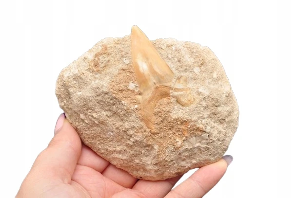 * ZĄB REKINA W SKALE ORYGINALNA SKAMIENIAŁOŚĆ NATURALNY ZĄB NR R1 *