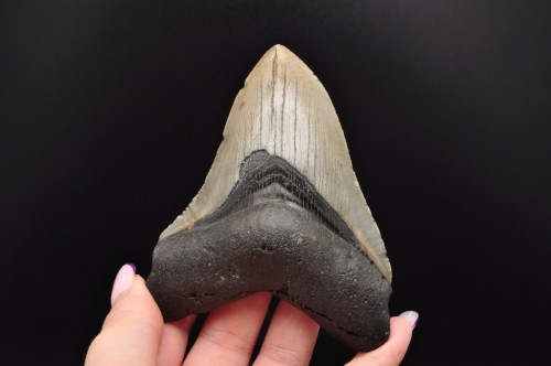 * MEGALODON REKIN SKAMIENIAŁY ZĄB MEGALODONA PRAWDZIWA SKAMIENIAŁOŚĆ NR 1 *
