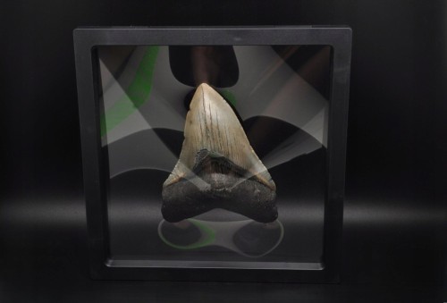 * MEGALODON REKIN SKAMIENIAŁY ZĄB MEGALODONA PRAWDZIWA SKAMIENIAŁOŚĆ NR 1 *