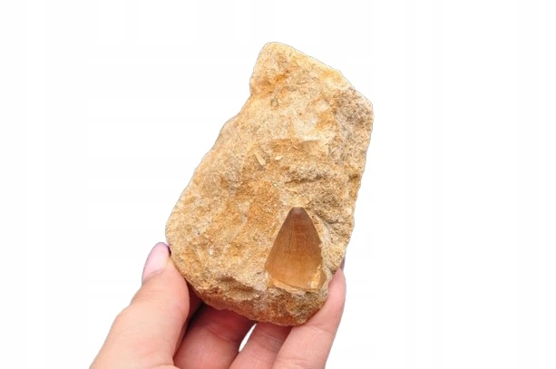* SKAMIENIAŁY ZĄB W SKALE MOZAZAUR MOSASAUR IDEALNY JAKO PREZENT NR M18 *