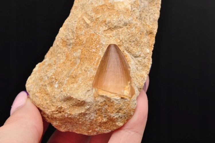 * SKAMIENIAŁY ZĄB W SKALE MOZAZAUR MOSASAUR IDEALNY JAKO PREZENT NR M18 *